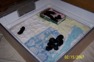 Puppies are 3 days old ... oh so tiny.